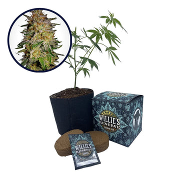 Agent Orange Strain High Yield Grow Kit