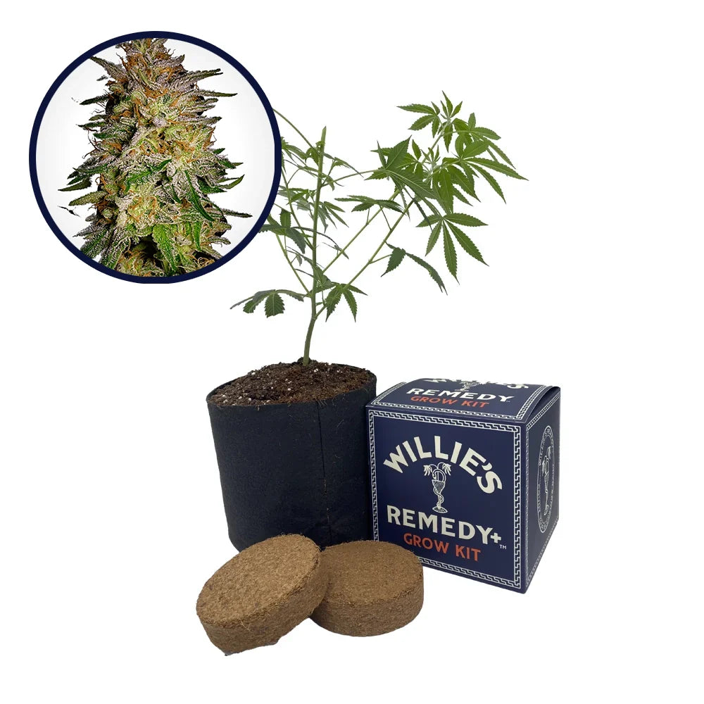 Agent Orange Strain Grow Kit
