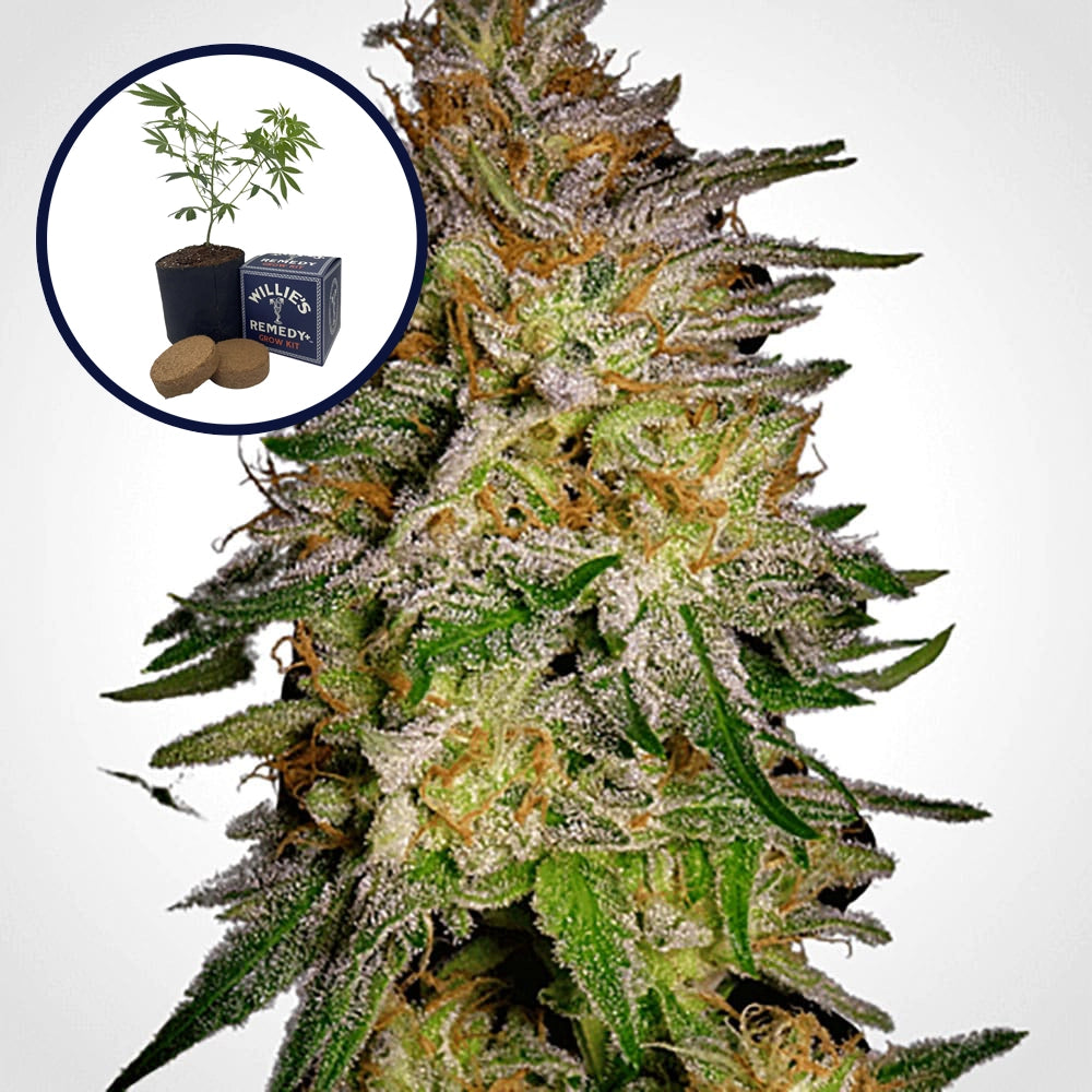 Agent Orange Grow Kit