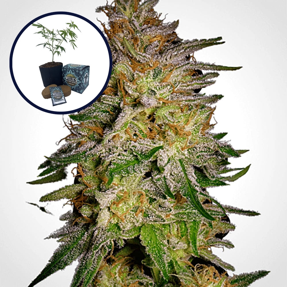 Agent Orange High Yield Grow Kit