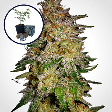 Agent Orange High Yield Grow Kit
