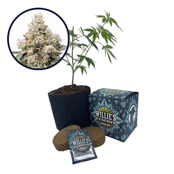 Alien OG Strain High Yield Grow Kit