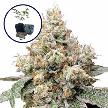 Alien OG High Yield Grow Kit