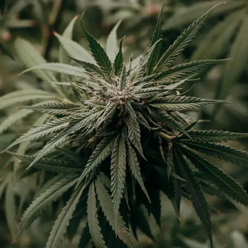 Amnesia Haze