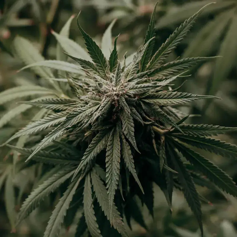 Amnesia Haze