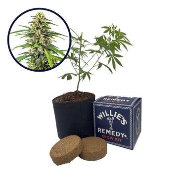 Amnesia Haze Strain Grow Kit