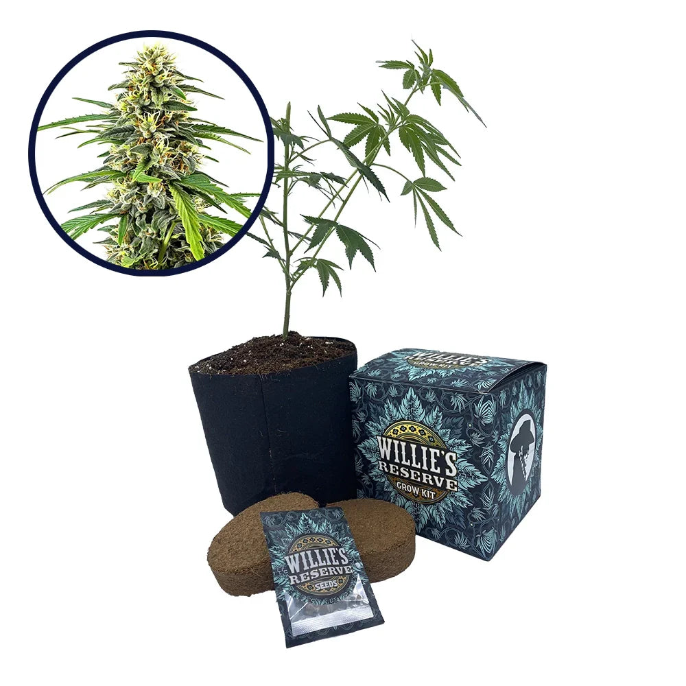 Amnesia Haze Strain High Yield Grow Kit