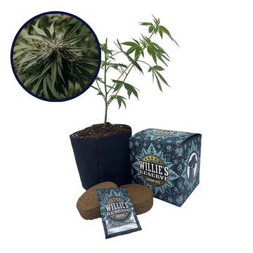 Amnesia Strain High Yield Grow Kit
