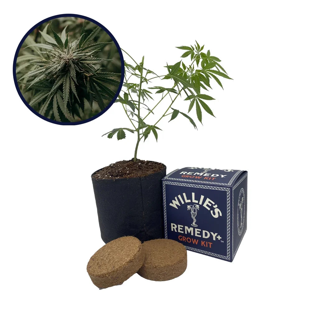 Amnesia Strain Grow Kit