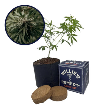 Amnesia Strain Grow Kit