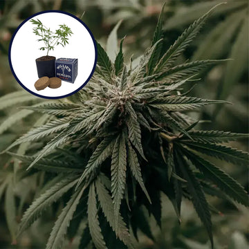 Amnesia Haze Grow Kit