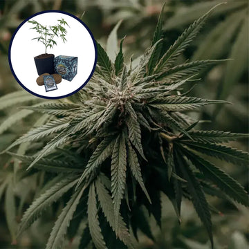Amnesia Haze High Yield Grow Kit