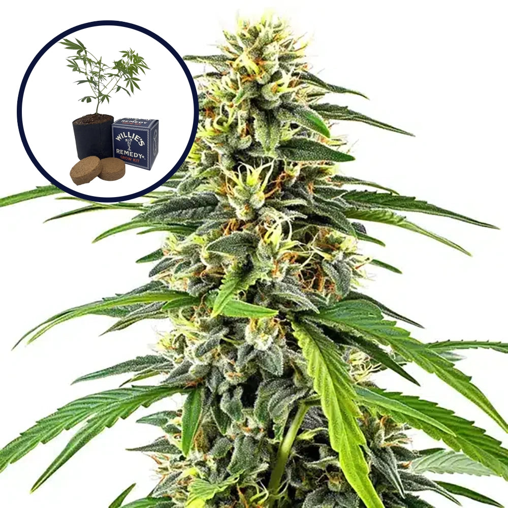 Amnesia Grow Kit