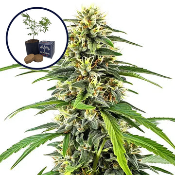 Amnesia Grow Kit