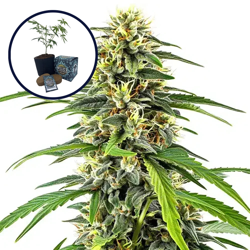 Amnesia High Yield Grow Kit