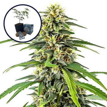 Amnesia High Yield Grow Kit
