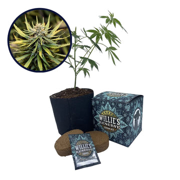 Animal Cookies Strain High Yield Grow Kit