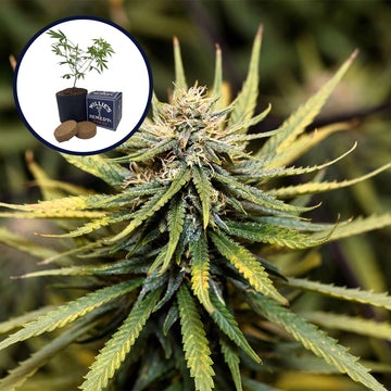 Animal Cookies Grow Kit