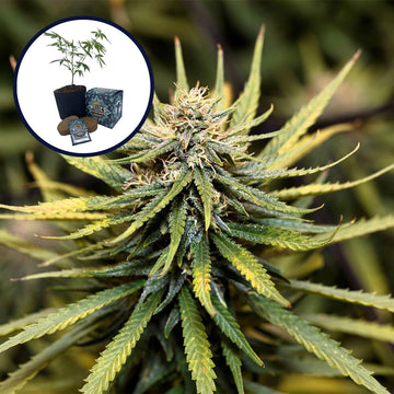 Animal Cookies High Yield Grow Kit