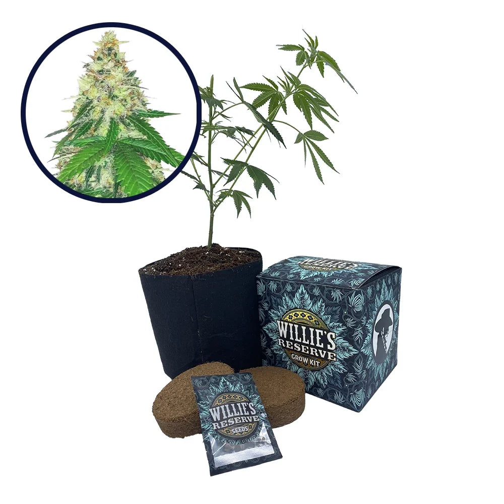Apple Betty Strain High Yield Grow Kit