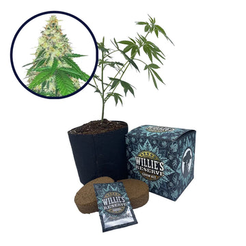 Apple Betty Strain High Yield Grow Kit