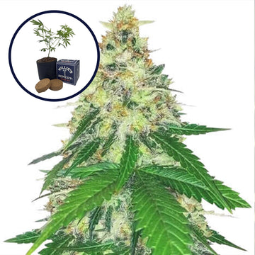 Apple Betty Grow Kit