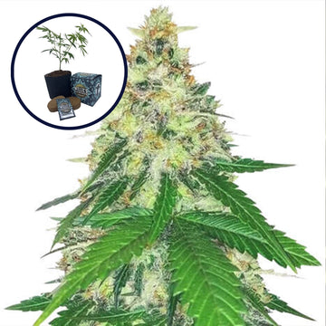 Apple Betty High Yield Grow Kit