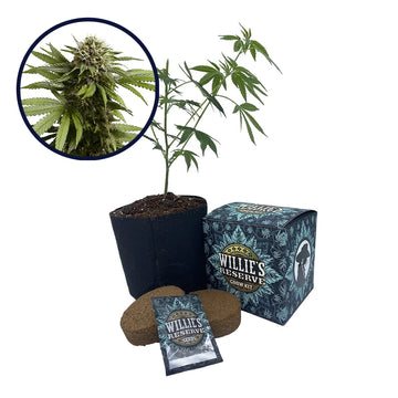 Apple Fritter Strain High Yield Grow Kit