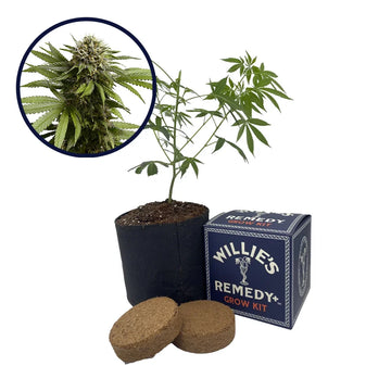 Apple Fritter Strain Grow Kit
