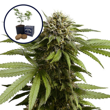 Apple Fritter Grow Kit