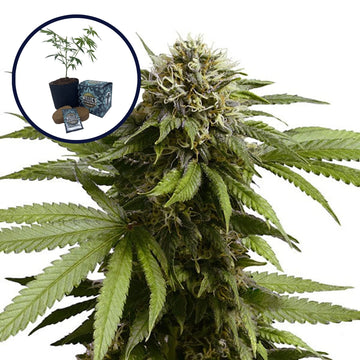 Apple Fritter High Yield Grow Kit