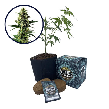 Aurora Indica Strain High Yield Grow Kit