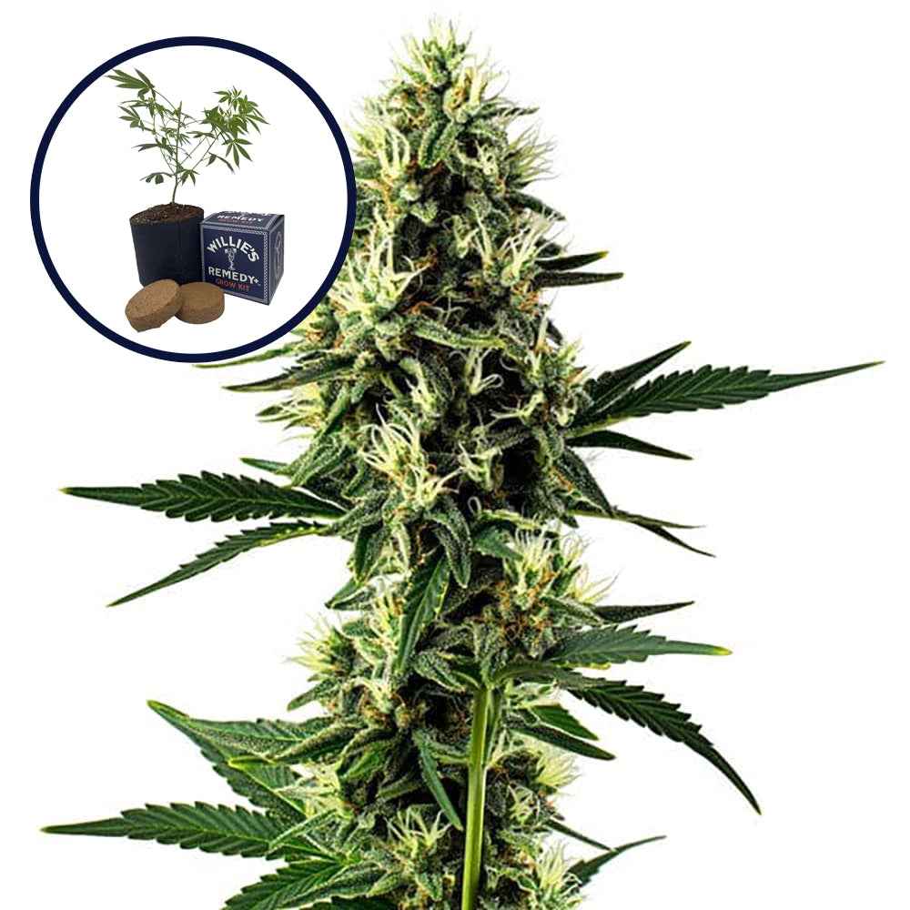 Aurora Indica Grow Kit