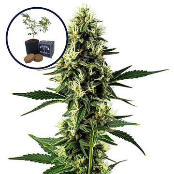 Aurora Indica Grow Kit