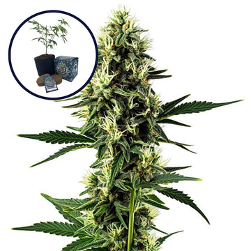 Aurora Indica High Yield Grow Kit