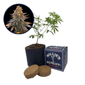 Banana Hammock Strain Grow Kit