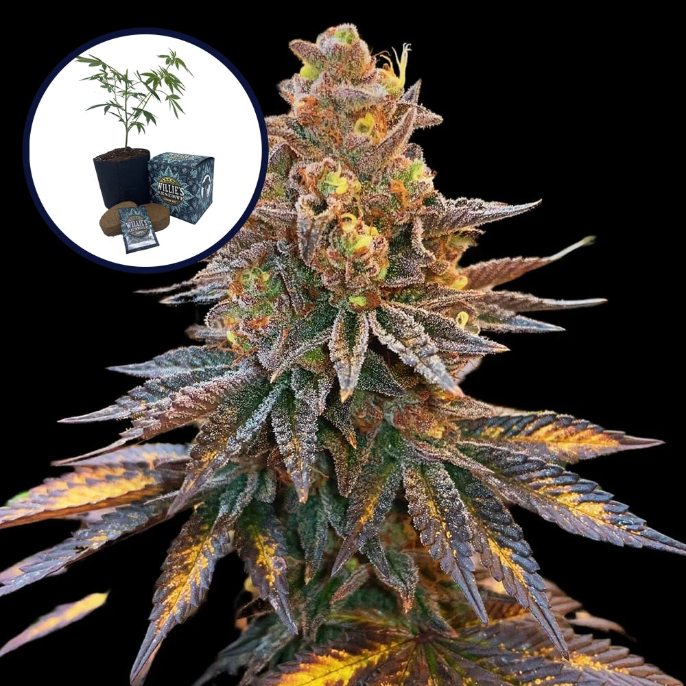 Banana Hammock High Yield Grow Kit