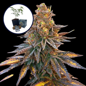 Banana Hammock High Yield Grow Kit