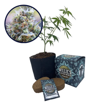 Banana Kush Strain High Yield Grow Kit