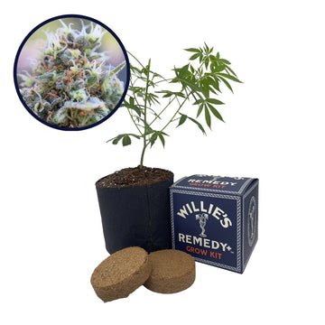 Banana Kush Strain Grow Kit
