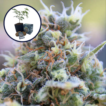 Banana Kush High Yield Grow Kit