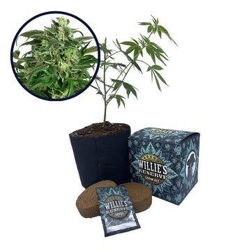 Banana OG Strain High Yield Grow Kit