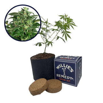 Banana OG Strain Grow Kit