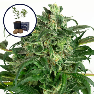 Banana OG Grow Kit