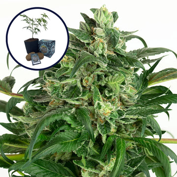Banana OG High Yield Grow Kit