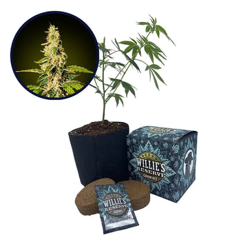 Banana Punch Strain High Yield Grow Kit