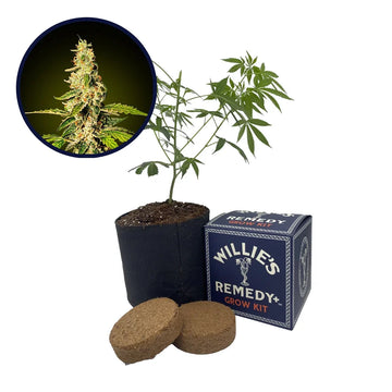 Banana Punch Strain Grow Kit