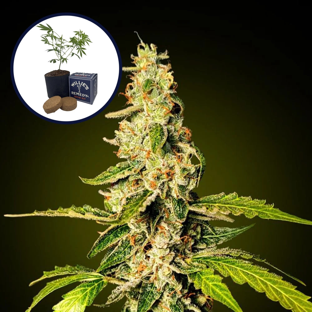 Banana Punch Grow Kit
