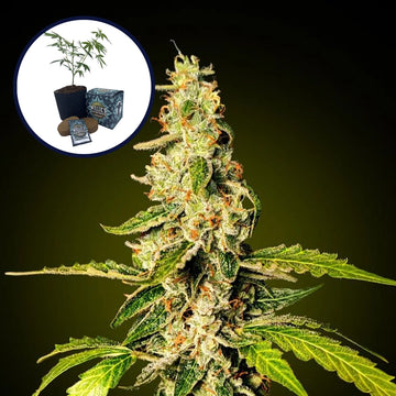 Banana Punch High Yield Grow Kit