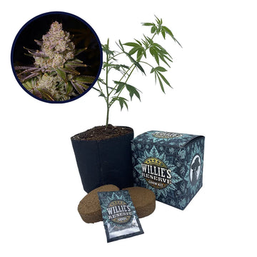 Berry Pie Strain High Yield Grow Kit